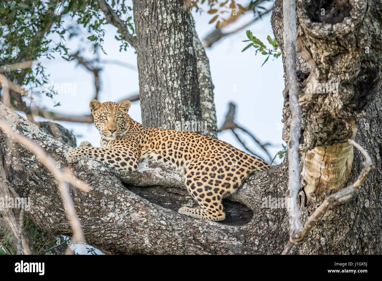 Leopard laying in a tree in the Okavango delta, Botswana Stock Photo ...