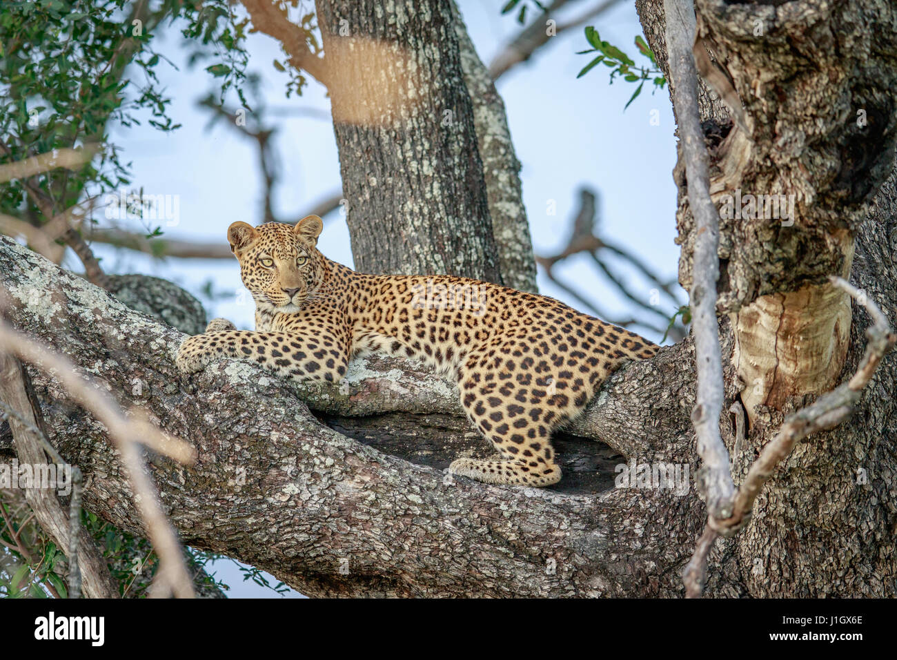 Leopard laying in a tree in the Okavango delta, Botswana Stock Photo ...