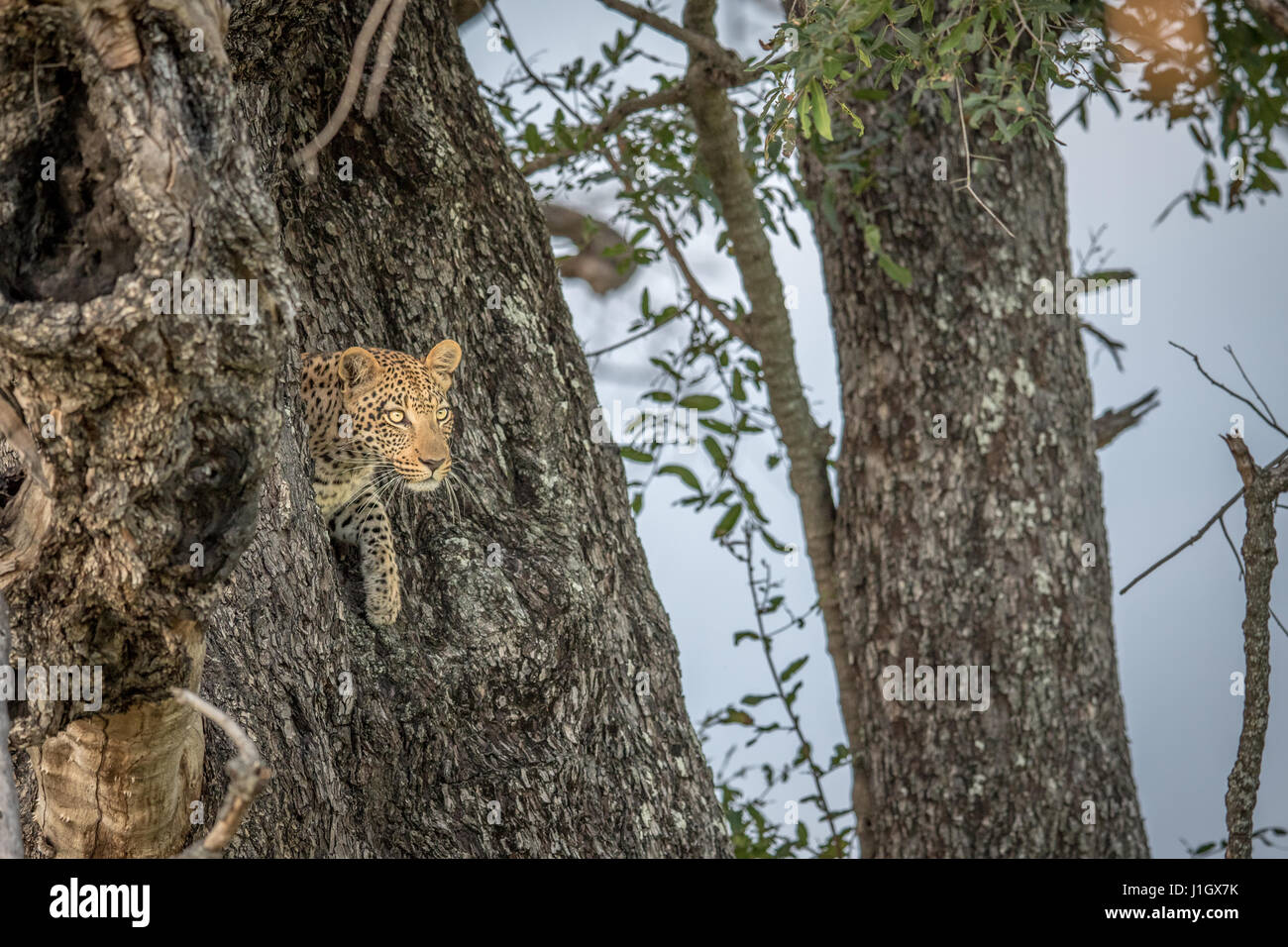 Leopard in a tree in the Okavango delta, Botswana Stock Photo - Alamy