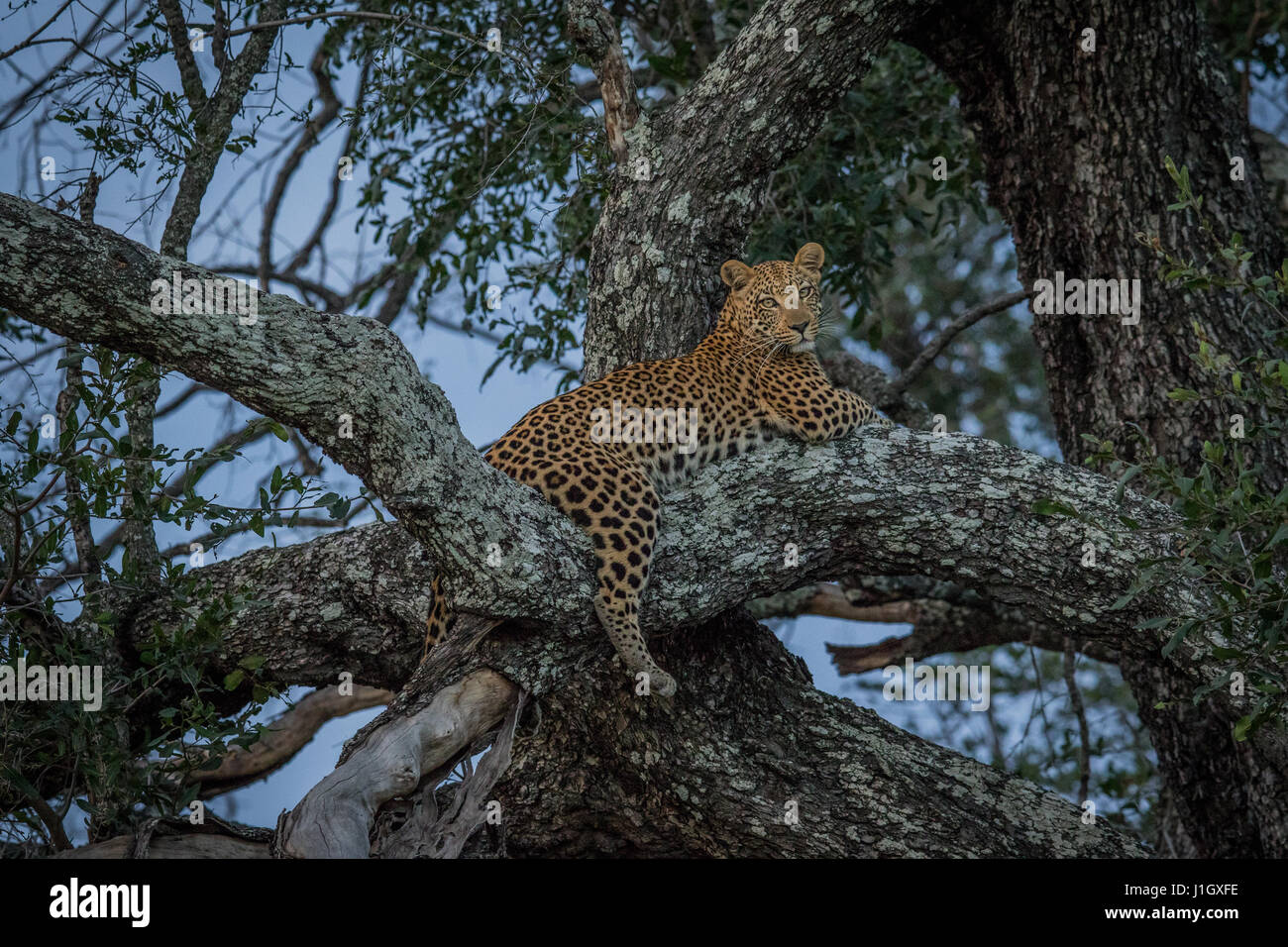 Leopard laying in a tree in the Okavango delta, Botswana Stock Photo ...