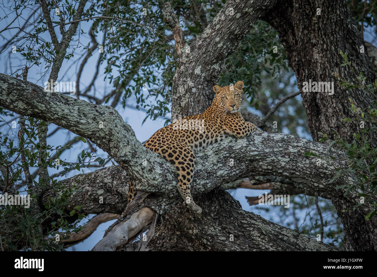 Leopard laying in a tree in the Okavango delta, Botswana Stock Photo ...