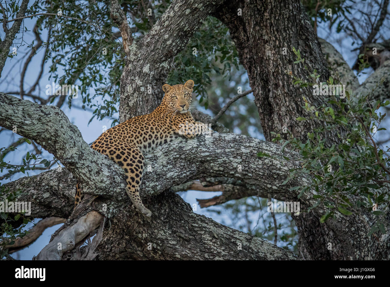 Leopard laying in a tree in the Okavango delta, Botswana Stock Photo ...
