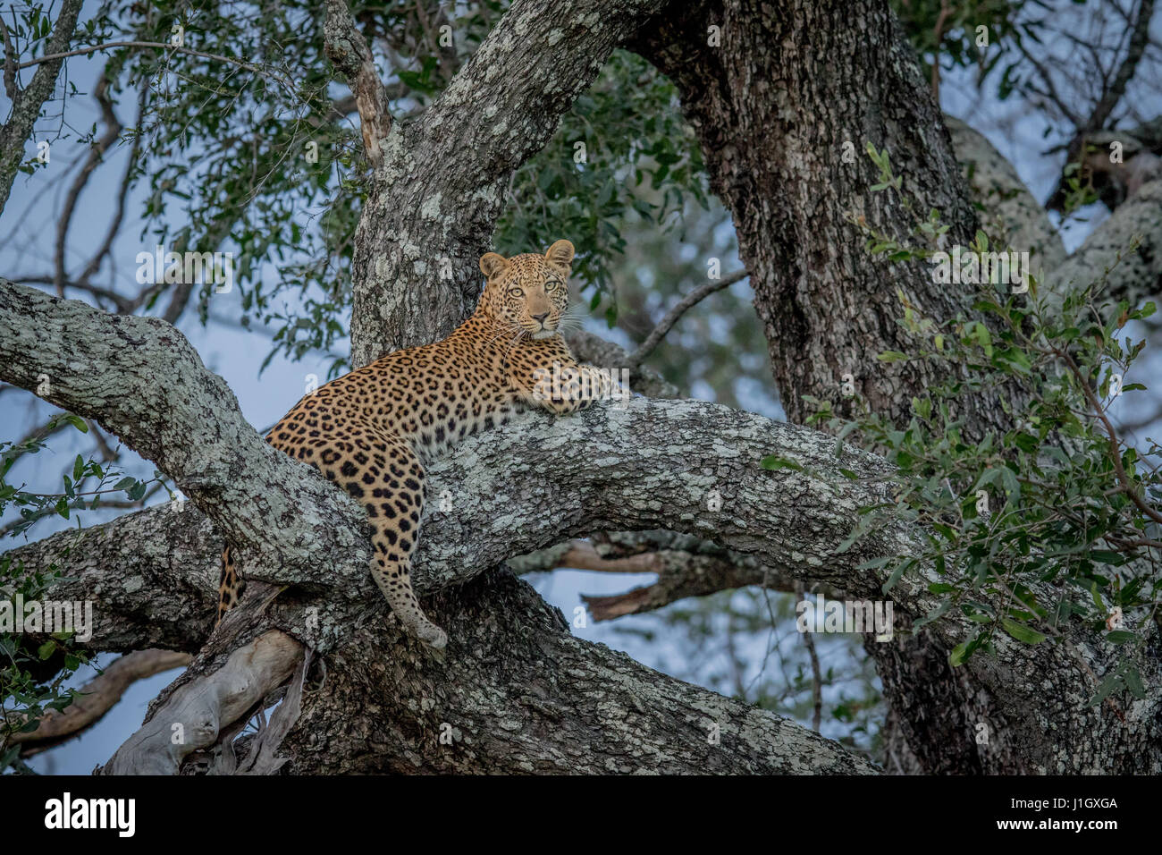 Leopard laying in a tree in the Okavango delta, Botswana Stock Photo ...