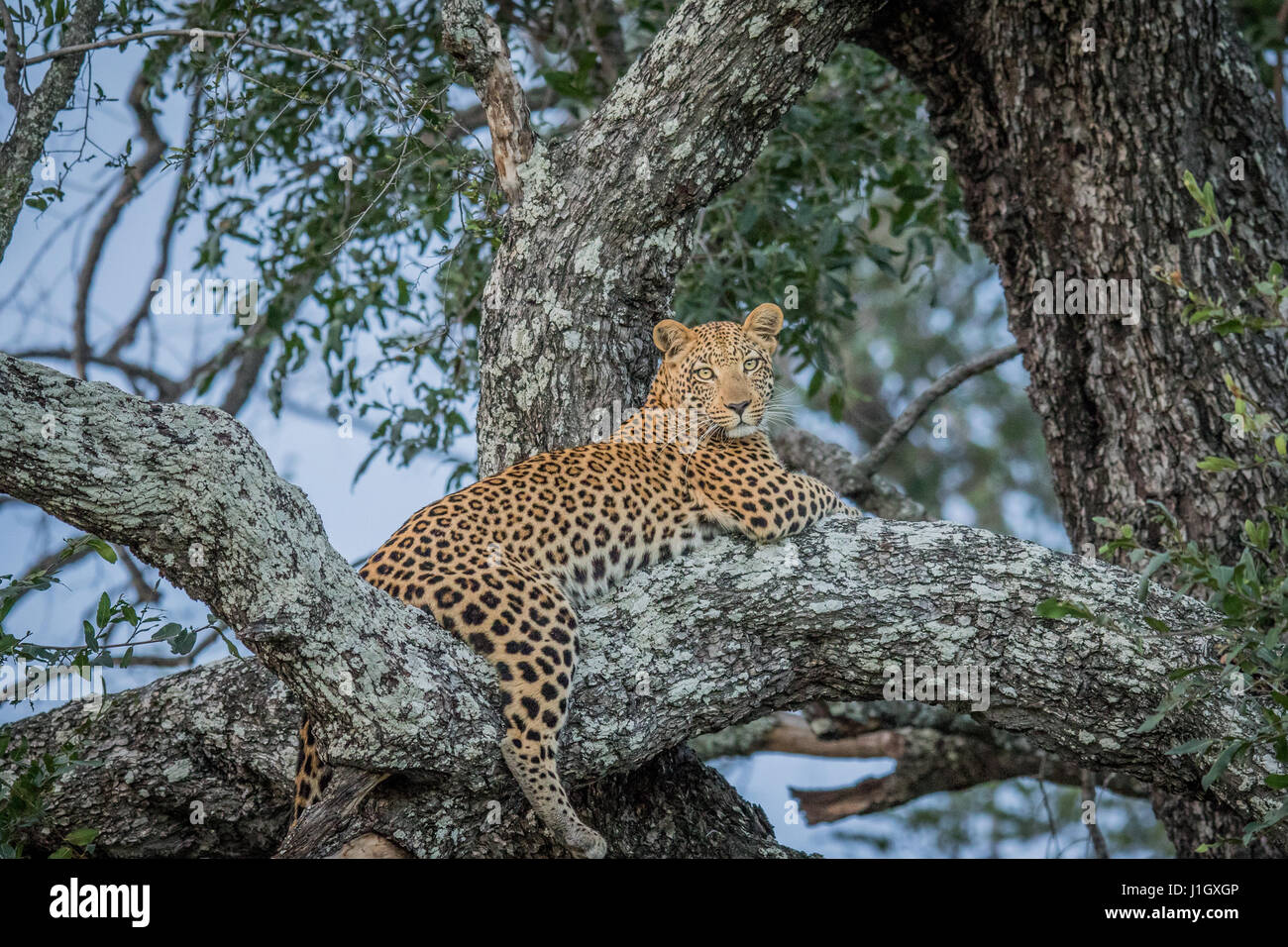 Leopard laying in a tree in the Okavango delta, Botswana Stock Photo ...
