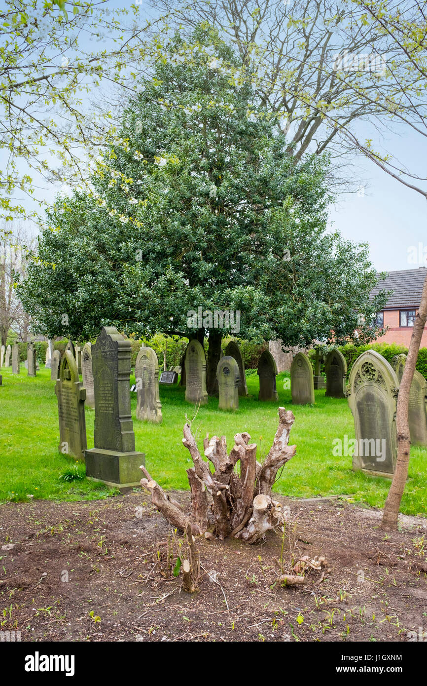Cut down tree in graveyard Cheshire UK Stock Photo