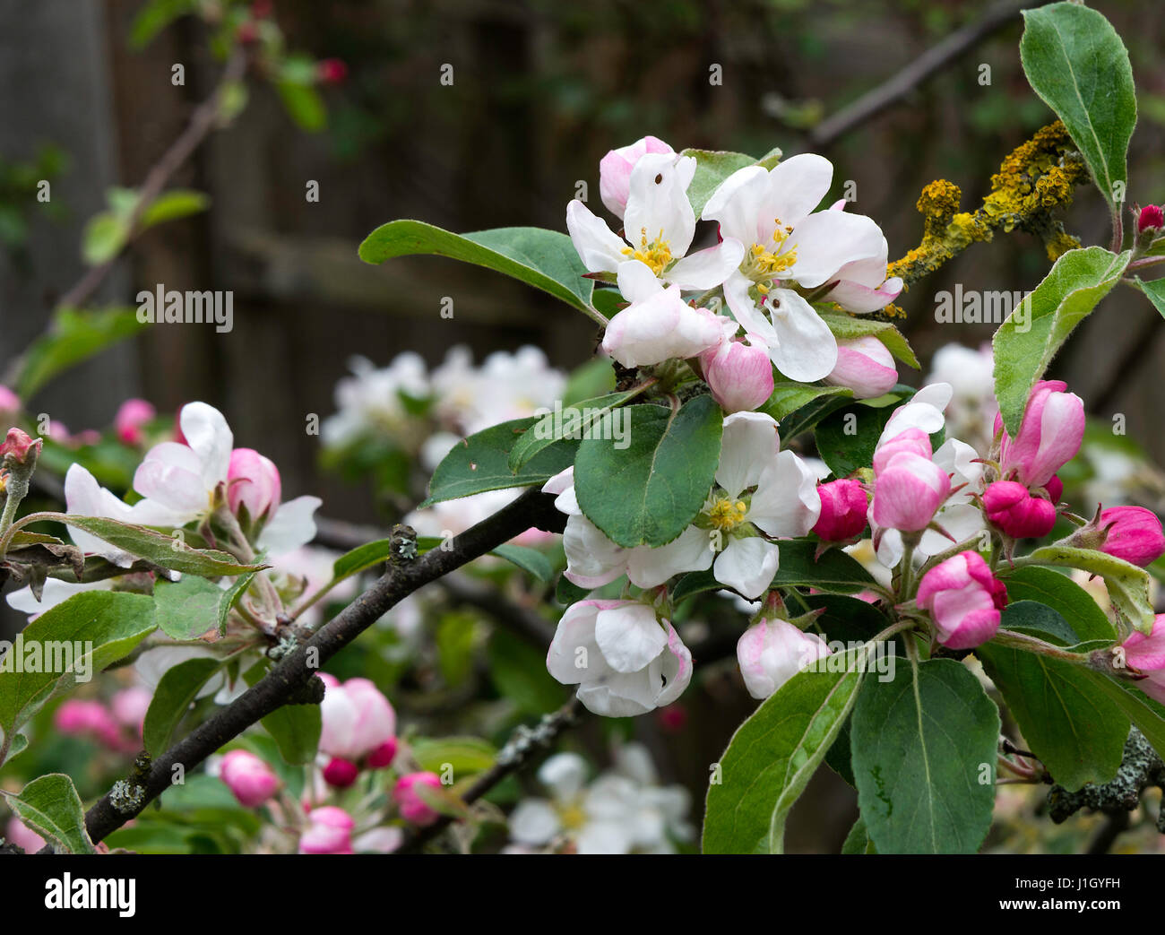 Beautiful Crabapple Blossom on a Crab Apple Tree in a Garden in Alsager Cheshire England United Kingdom UK Stock Photo