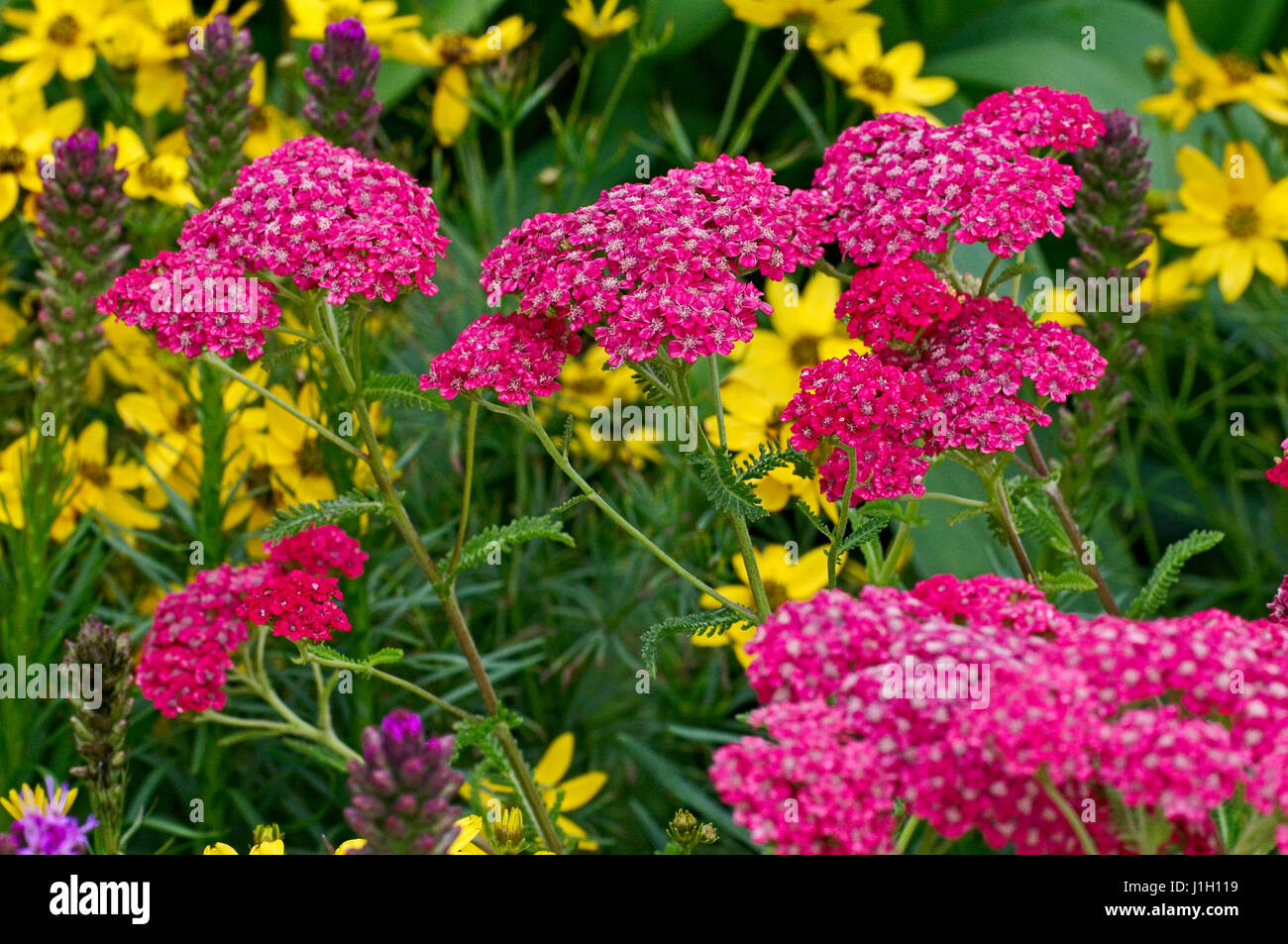 Detail of Achillea millefolium in colourful border Stock Photo