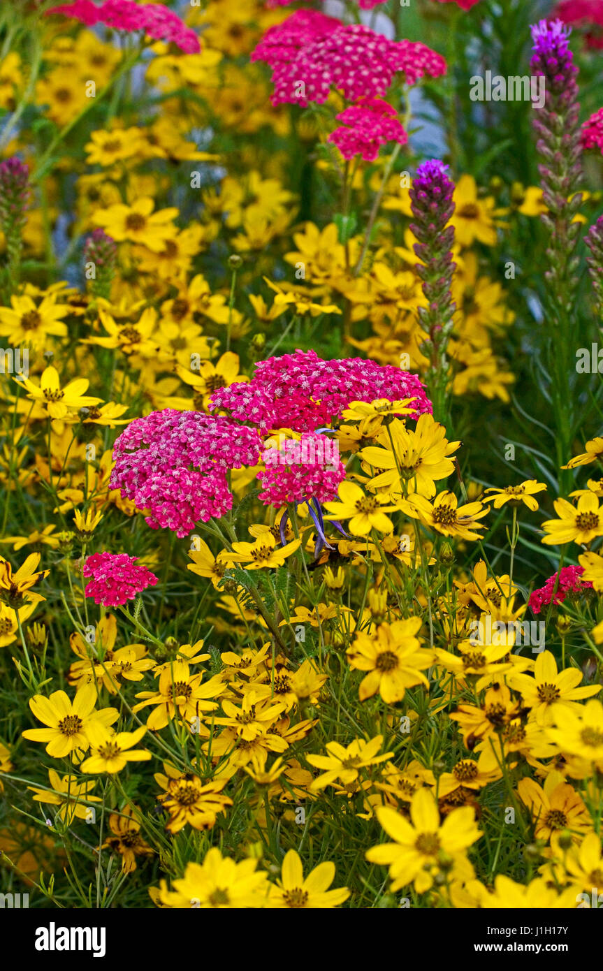Close up of Achillea and Coreopsis in a flower border Stock Photo