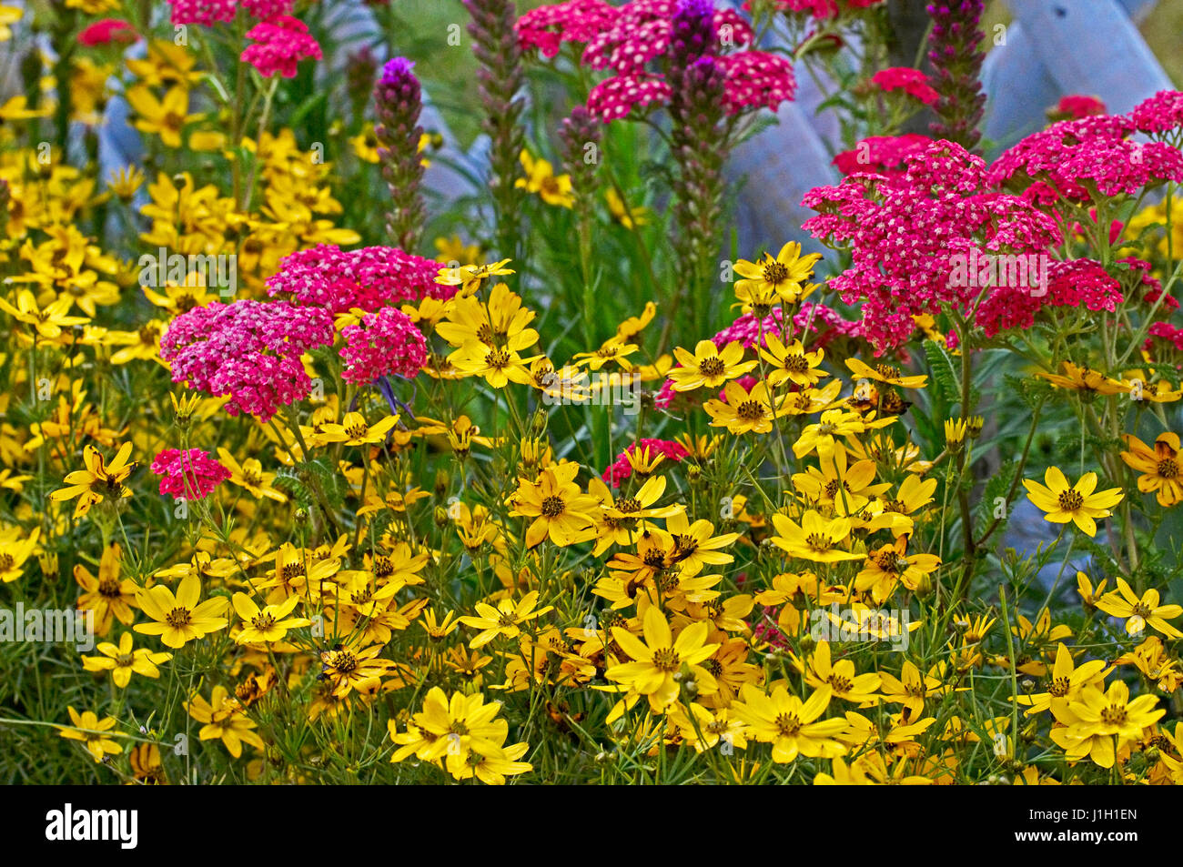 Close up of Achillea and Coreopsis in a flower border Stock Photo