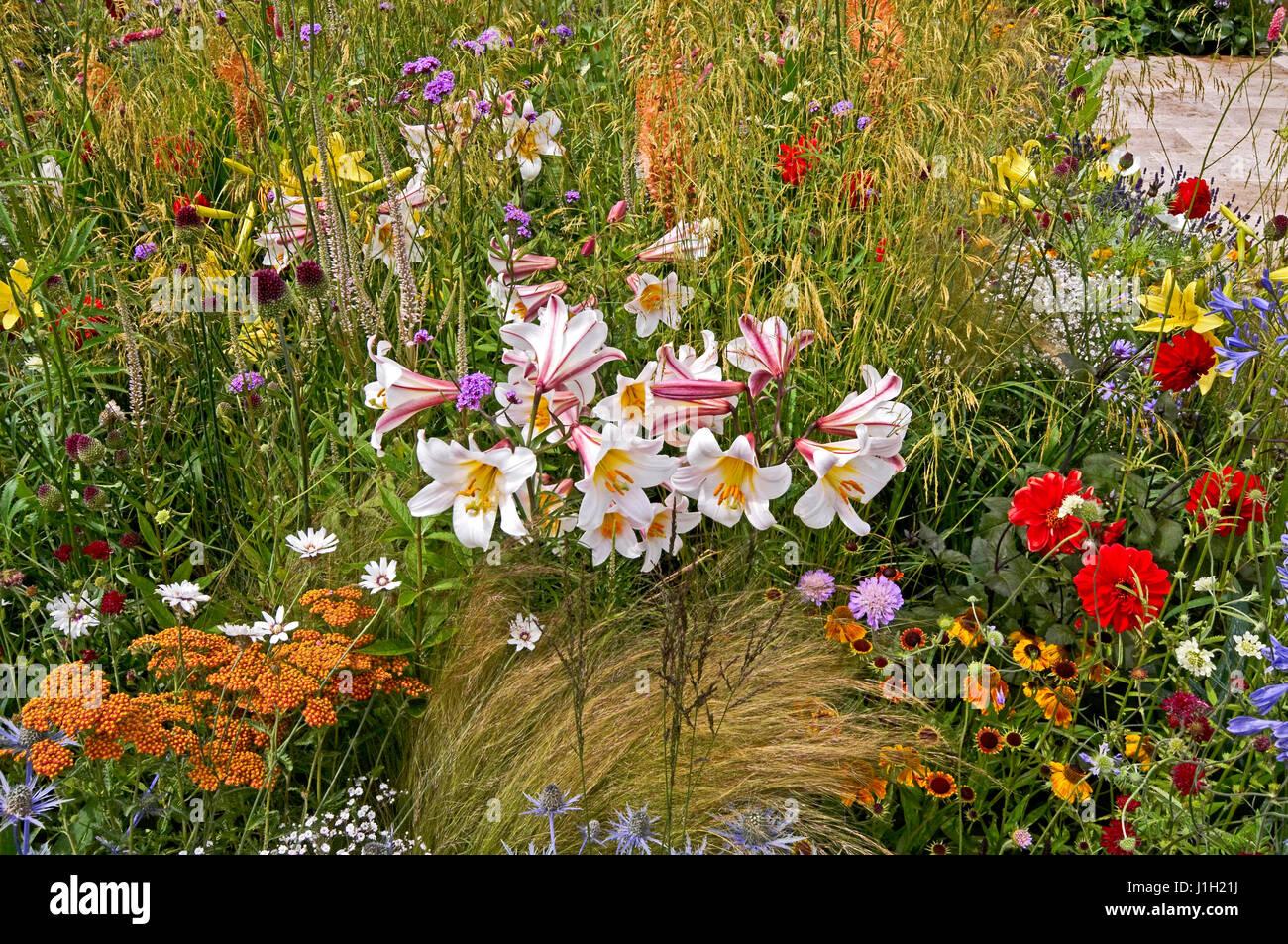 A clourful and wildly planted flower border with Lillies taking centre stage Stock Photo