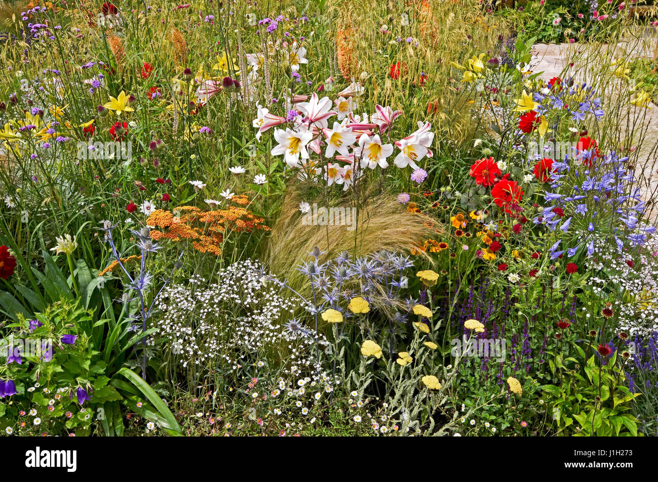 A clourful and wildly planted flower border with Lillies taking centre stage Stock Photo