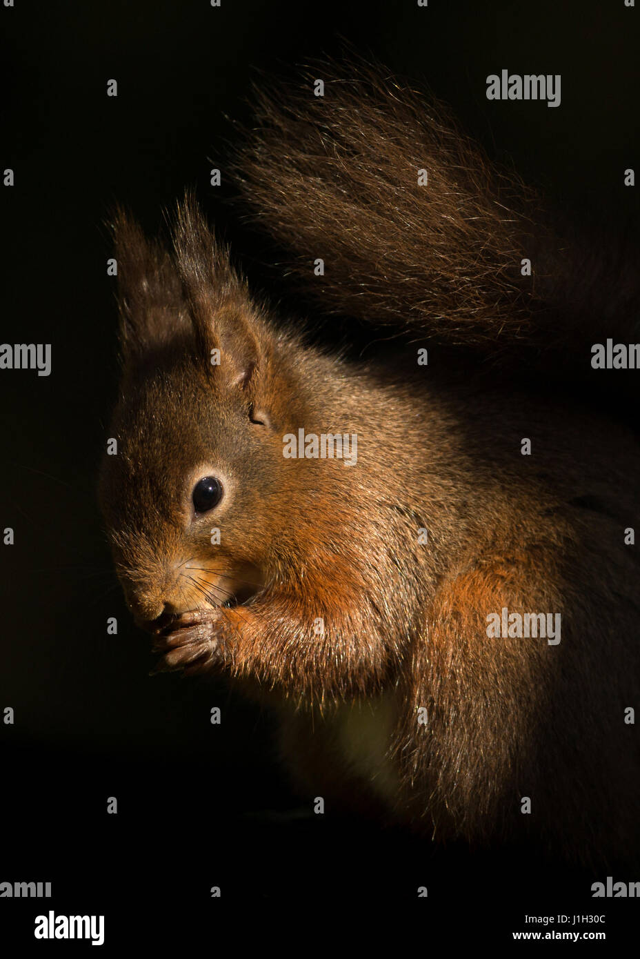 Red Squirrel, adult feeding in sunlight set against dark woodland backdrop, early Spring, North Yorkshire, UK Stock Photo