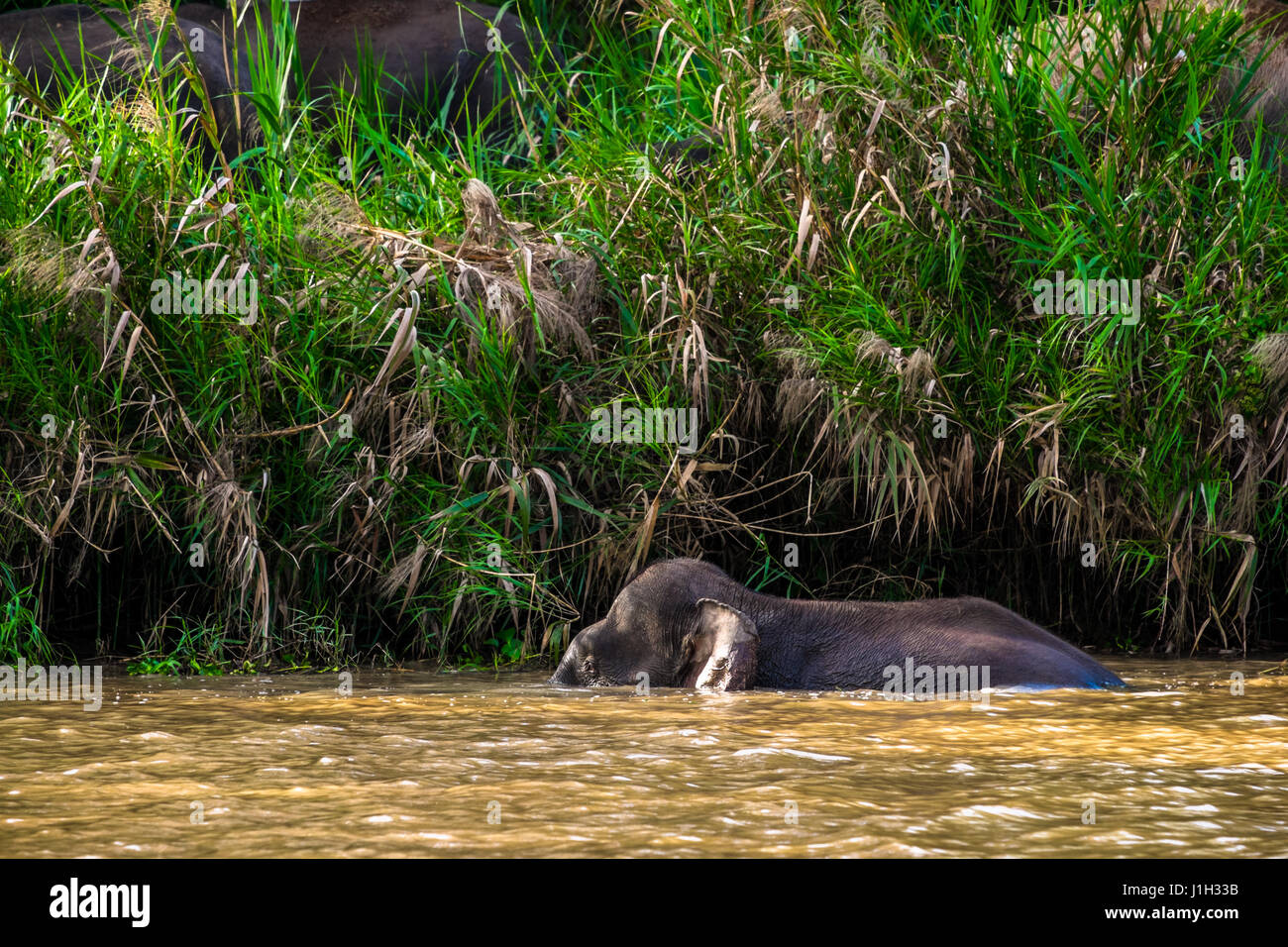 Borneo Pygmy Elephant swimming in the Kinabatangan river. Stock Photo