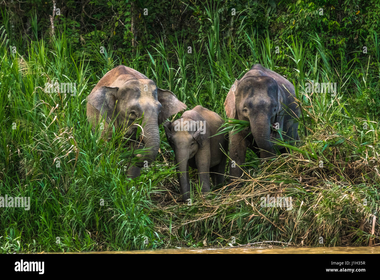 Family of Borneo Pygmy Elephants. Stock Photo