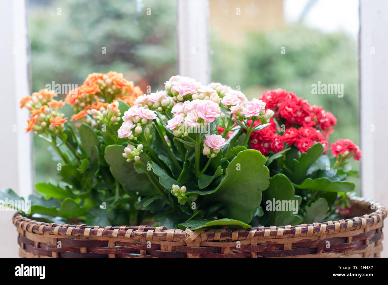 Beautiful Kalanchoe Calandiva flowers on window sill Stock Photo