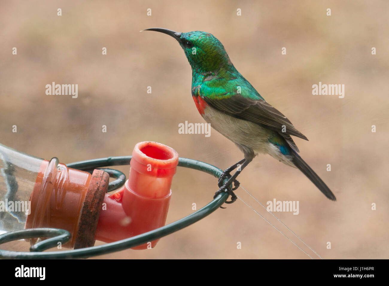 lesser double collared sunbird on sugar feeder , South Africa Stock Photo