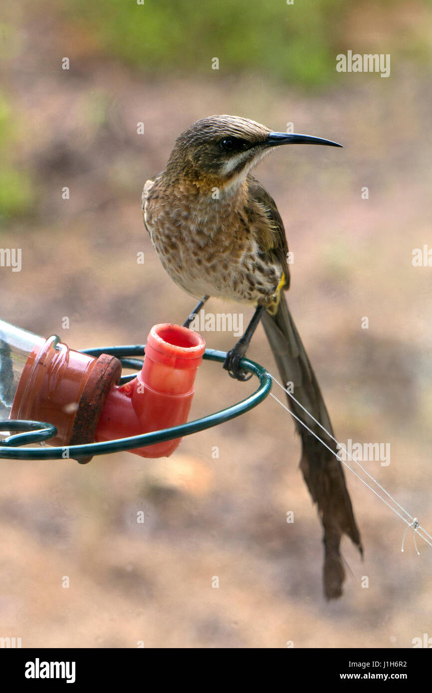 Bird on sugar feeder , South Africa Stock Photo
