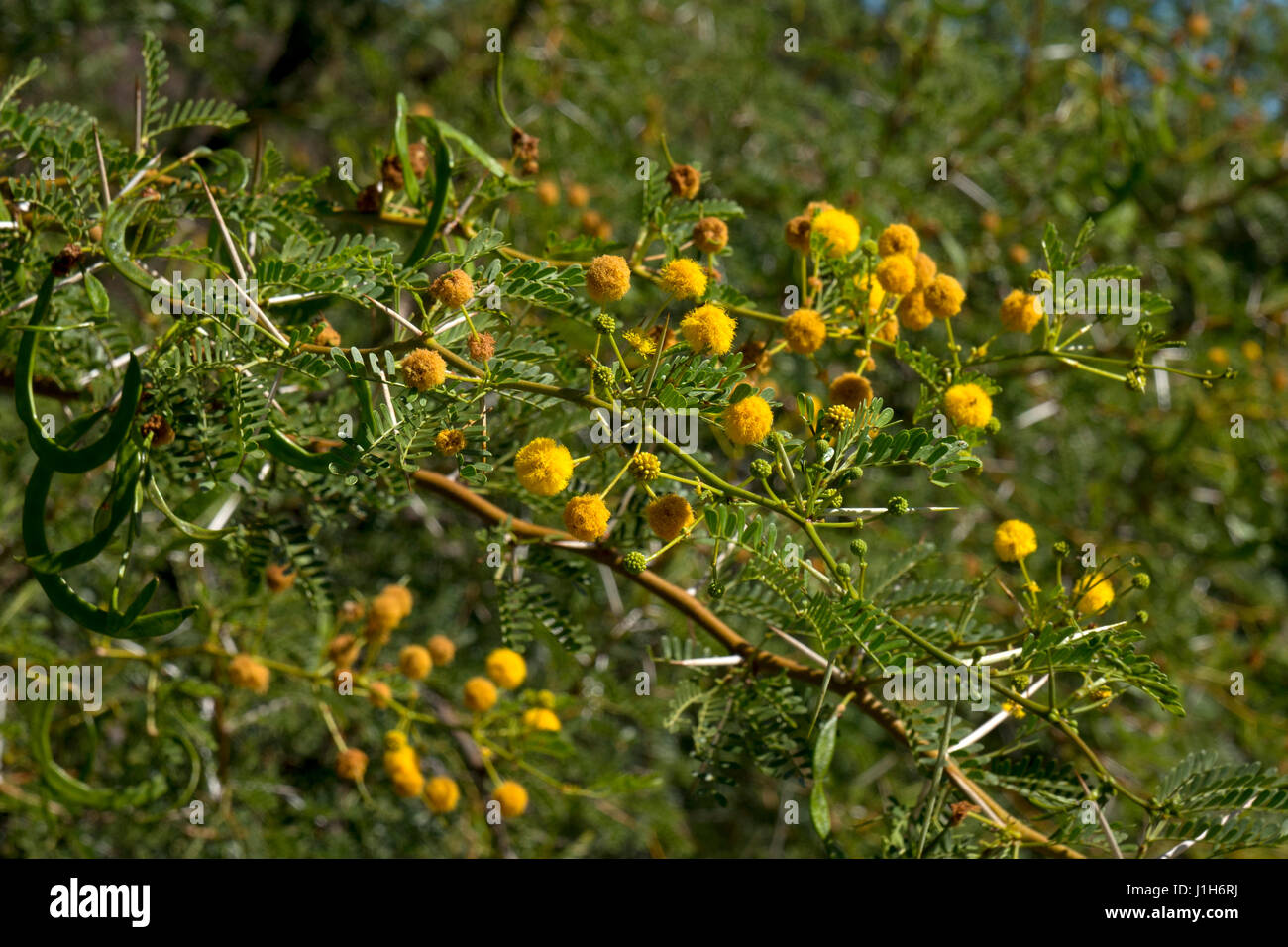 yellow flowers on cape thorn tree, western cape, South Africa Stock Photo
