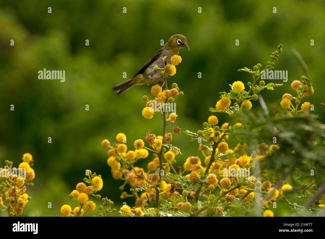 Cape White Eye bird,in cape thorn tree, Western Cape, South Africa Stock Photo