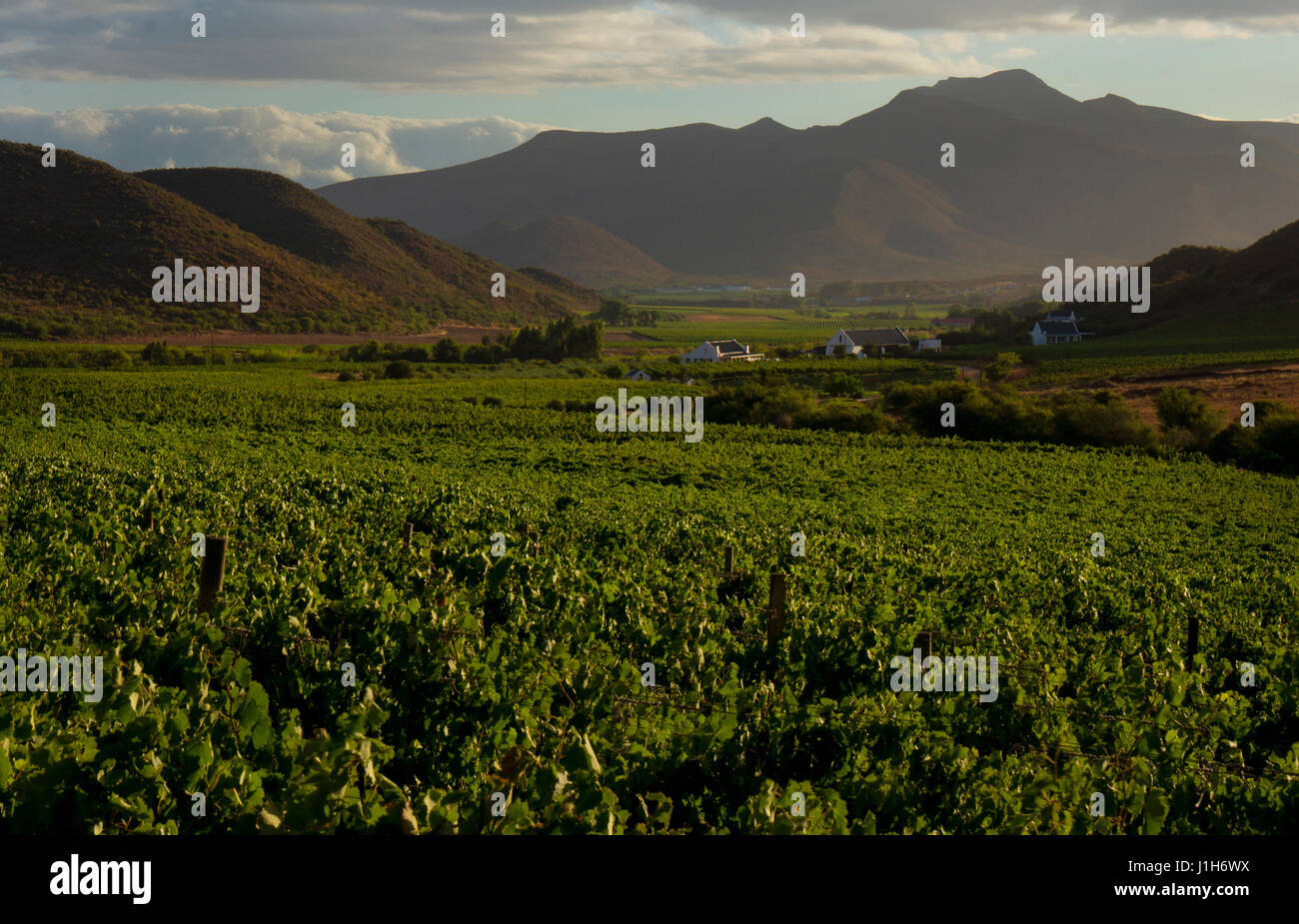 Wine area,vineyards and hills around Robinson, South Africa Stock Photo
