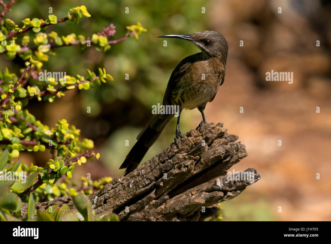 cape sugarbird, western cape, South Africa Stock Photo