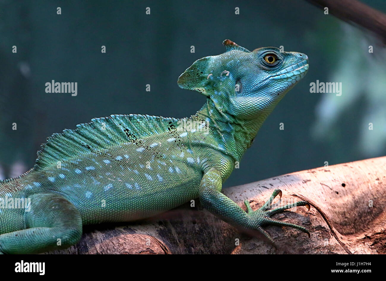 Male Central American Green or Plumed basilisk (Basiliscus plumifrons), a.k.a. double crested basilisk Stock Photo