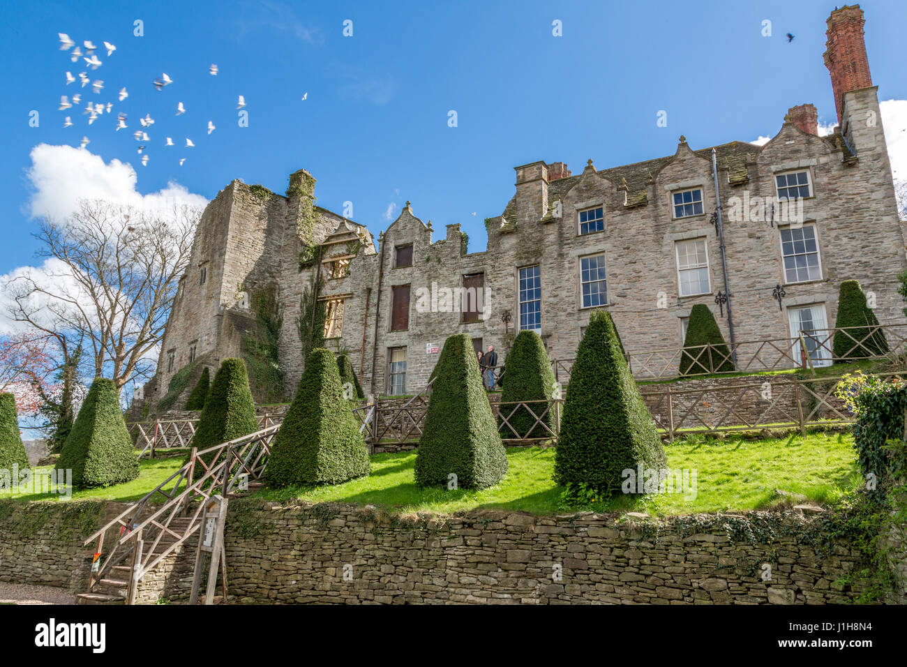 The ruins of Hay Castle, with a flock of white doves flying away,  Hay Castle is a medieval fortification, 17th-century mansion house Hay-on-Wye Wales Stock Photo