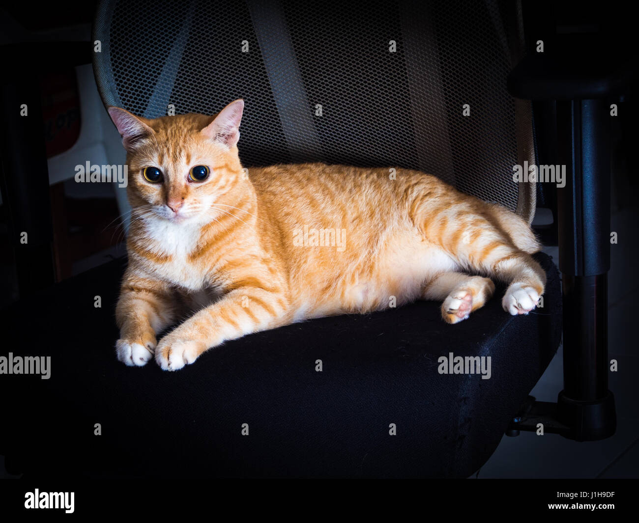 Mysterious Orange Ginger Fat Cat Rest with Serious Stock Photo