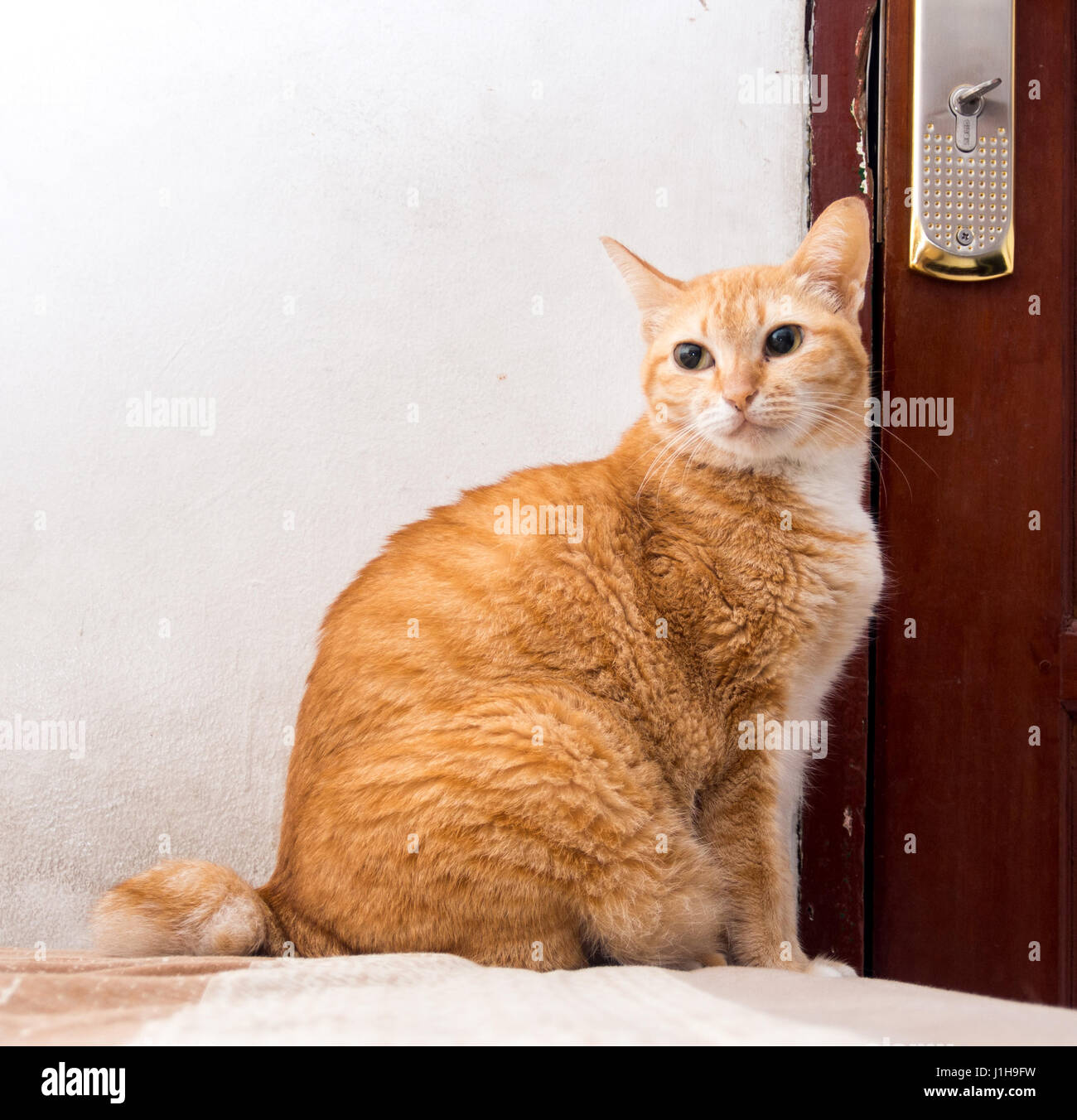 fat fluffy orange cat