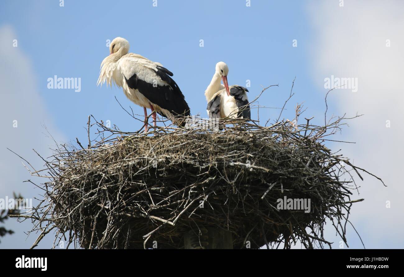 The storks are back in Ihlow. Ihlow is a municipality in the municipality of Oberbarnim in the Brandenburg district of Märkisch-Oderland. (Photo by: Simone Kuhlmey/Pacific Press) Stock Photo