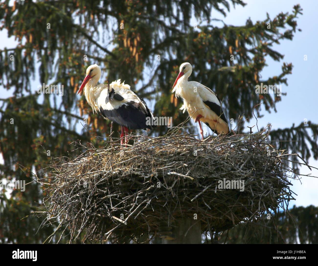 The storks are back in Ihlow. Ihlow is a municipality in the municipality of Oberbarnim in the Brandenburg district of Märkisch-Oderland. (Photo by: Simone Kuhlmey/Pacific Press) Stock Photo