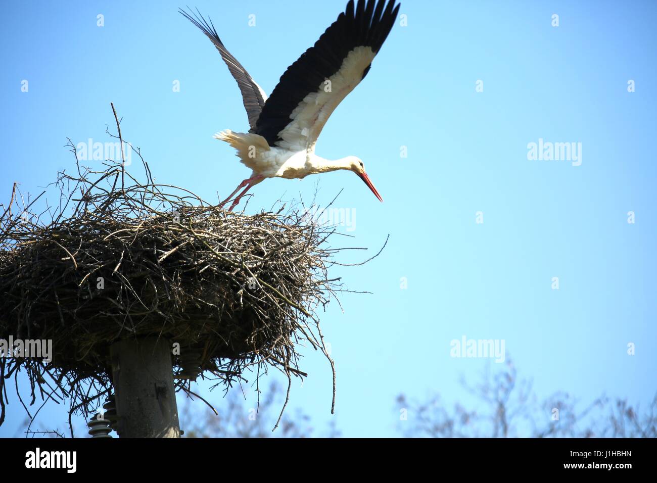 The storks are back in Ihlow. Ihlow is a municipality in the municipality of Oberbarnim in the Brandenburg district of Märkisch-Oderland. (Photo by: Simone Kuhlmey/Pacific Press) Stock Photo