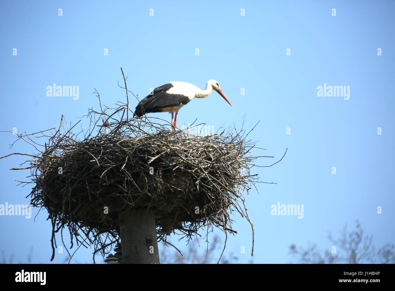The storks are back in Ihlow. Ihlow is a municipality in the municipality of Oberbarnim in the Brandenburg district of Märkisch-Oderland. (Photo by: Simone Kuhlmey/Pacific Press) Stock Photo