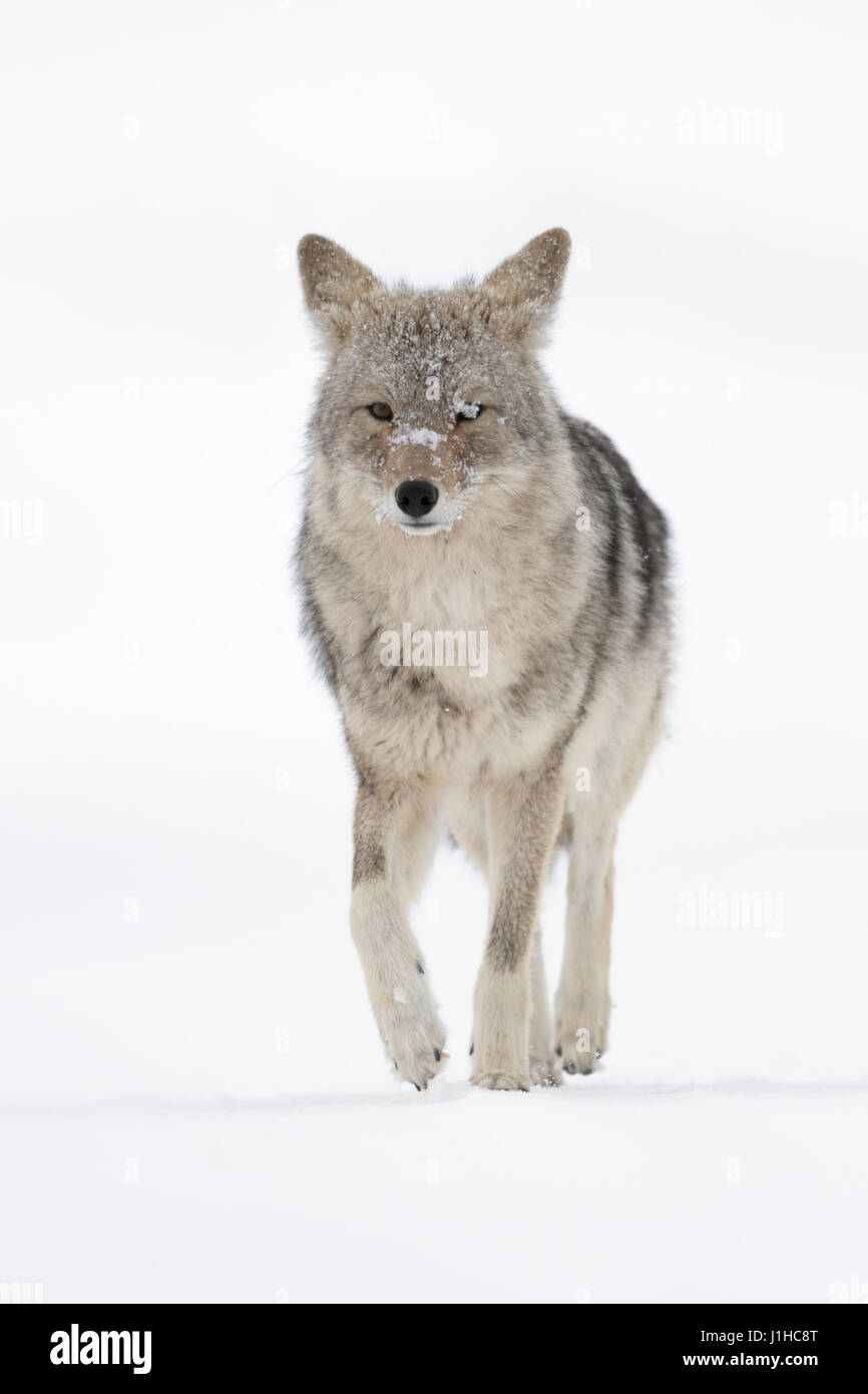 Coyote / Kojote ( Canis latrans ), adult in winter, walking on snow directly towards the photographer, low point of view, Yellowstone NP, Wyoming, USA Stock Photo