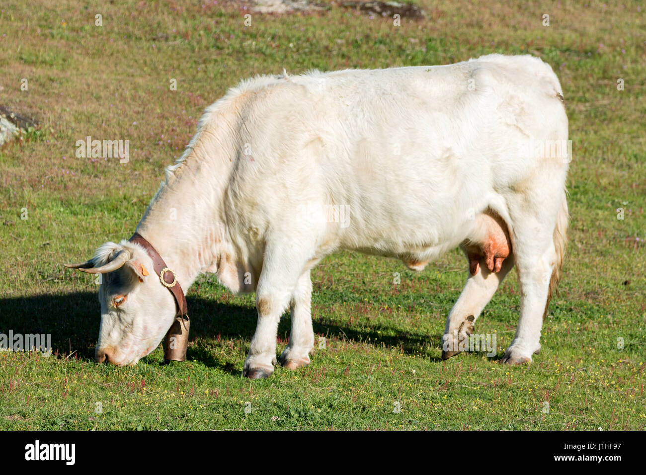 Cows grazing in the meadow the green grass Stock Photo - Alamy