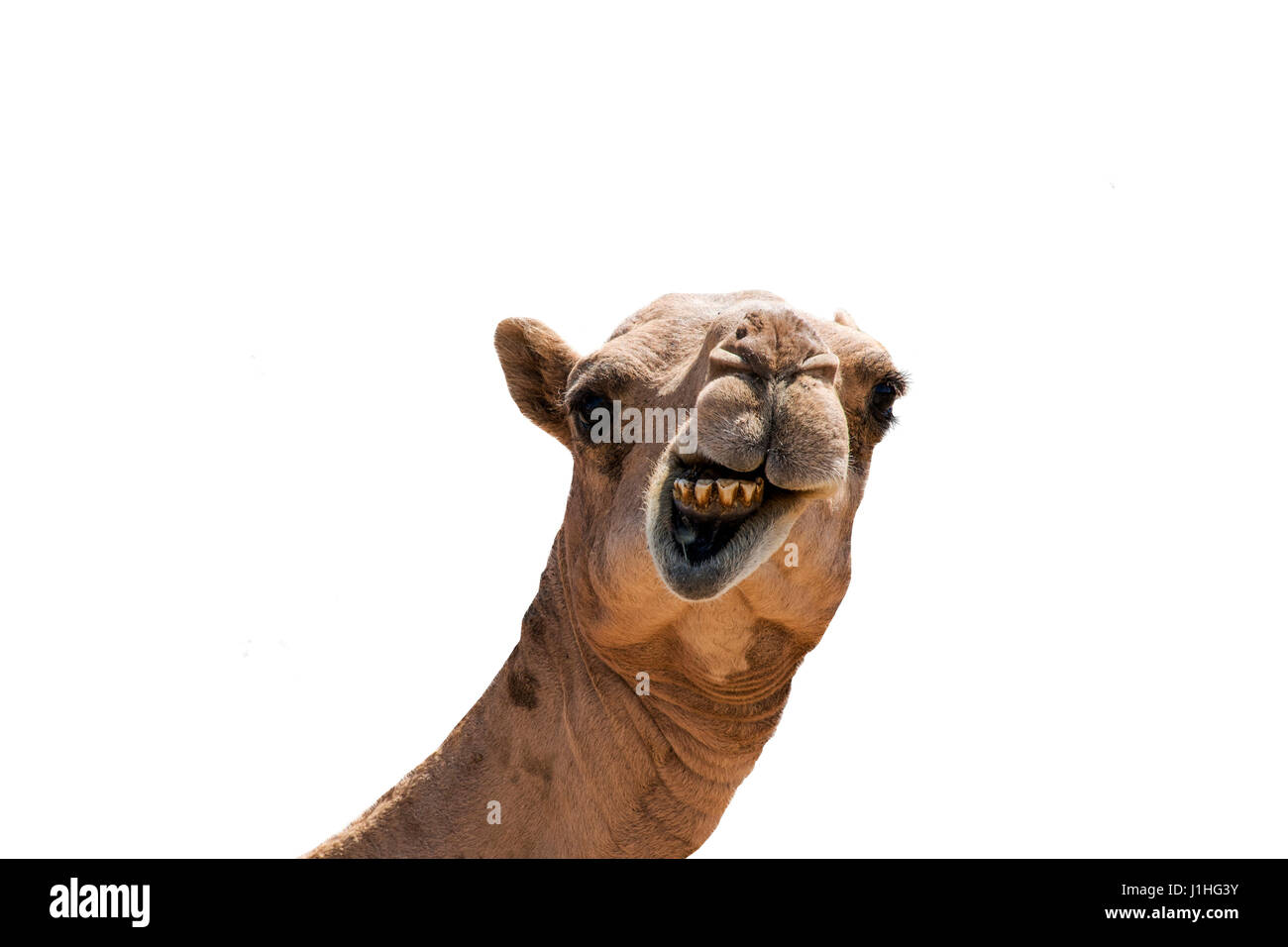 funny looking smiling camel isolated on a white background from Oman