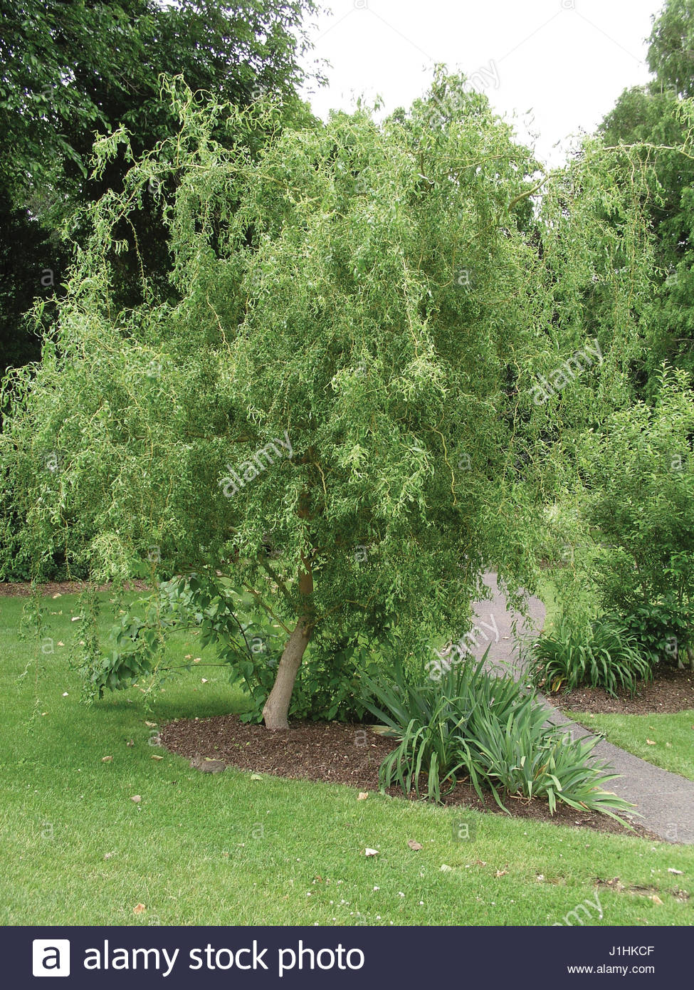 SALIX MATSUDANA TORTUOSA CORKSCREW WILLOW Stock Photo 138686031 Alamy