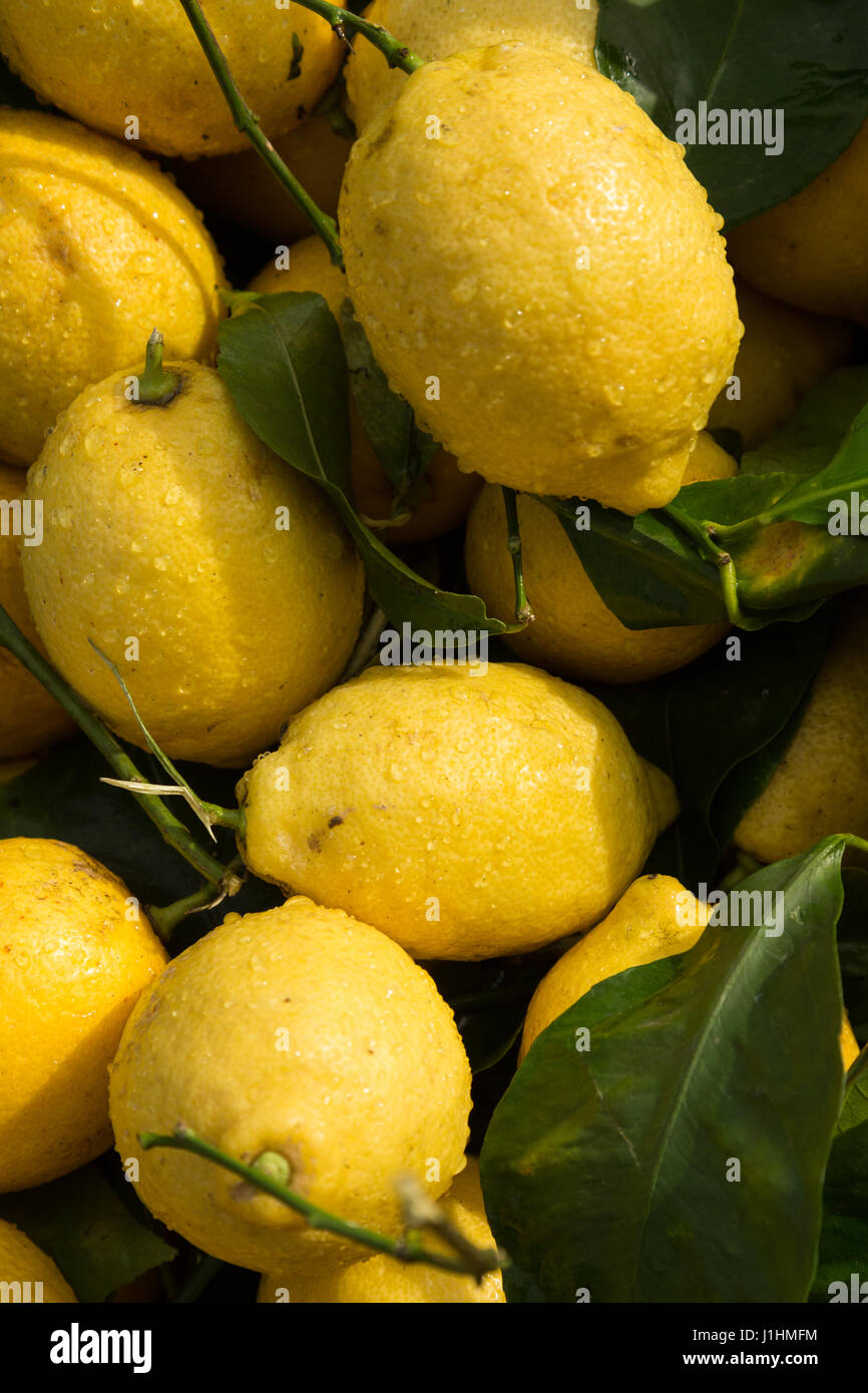 lemons for sale Stock Photo Alamy