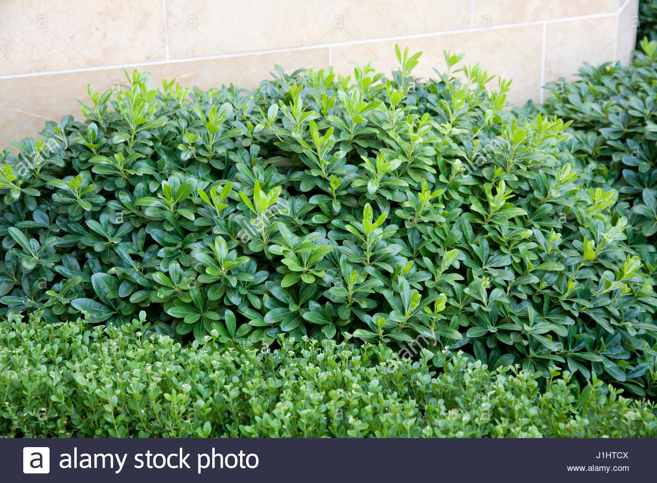 Future Plants By Randy Stewart Pittosporum