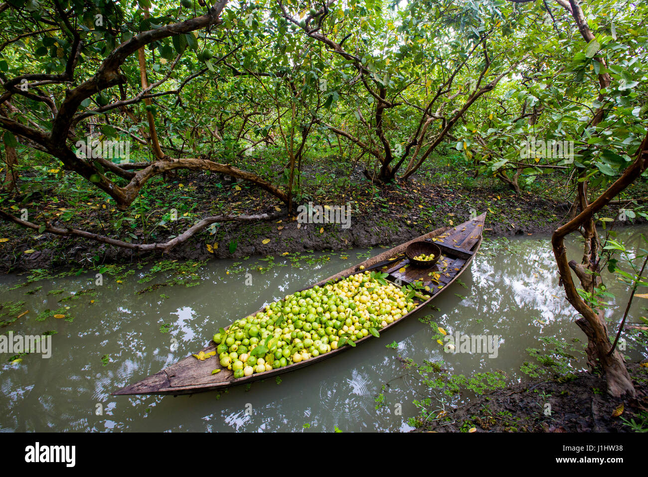 in a guava orchard in a guava orchard