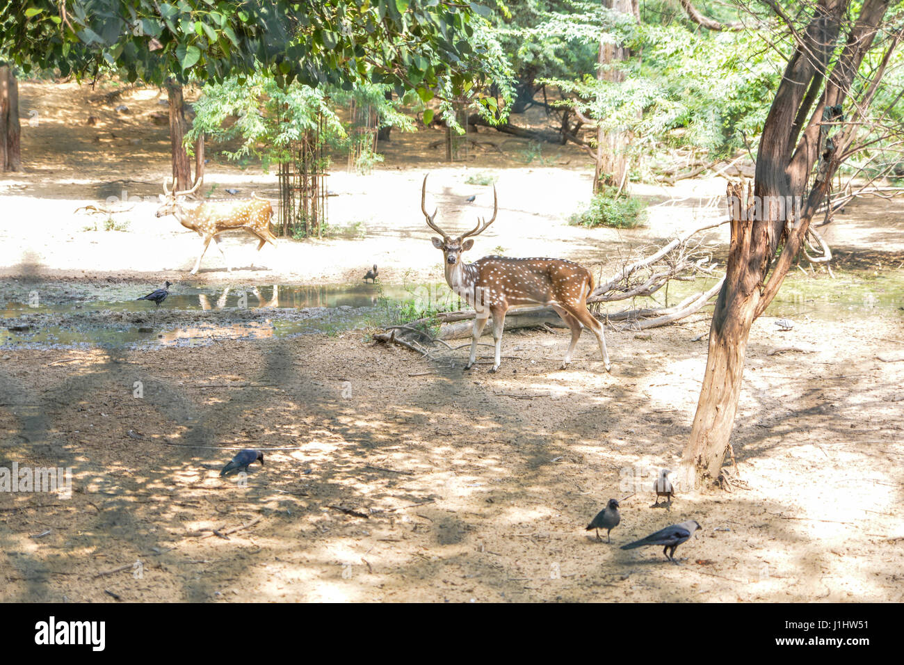 Deer in an enclosure at Delhi's Hauz Khas Park. Stock Photo