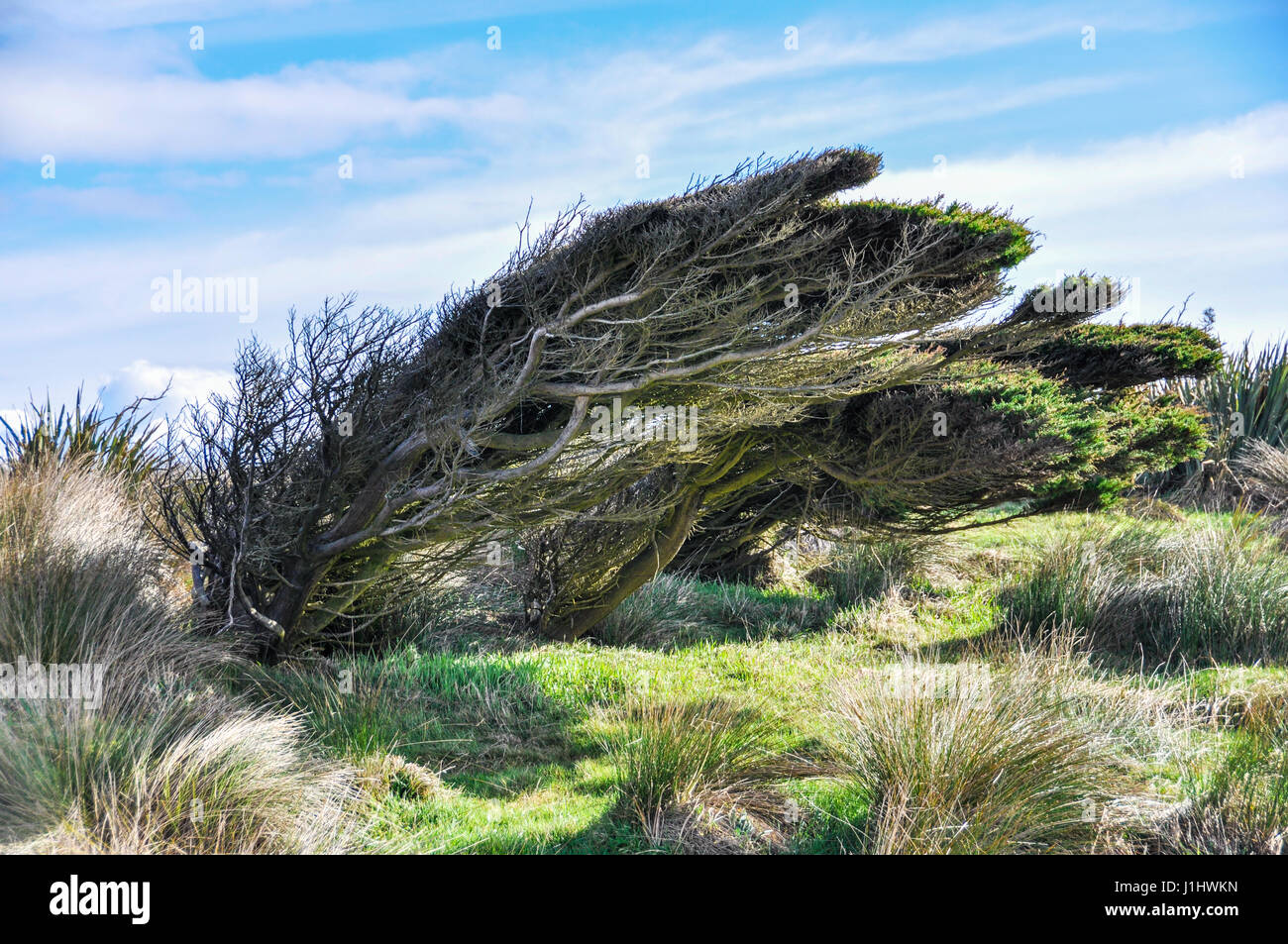 Twisted trees near Slope Point, the Southernmost point of New Zealand Stock Photo