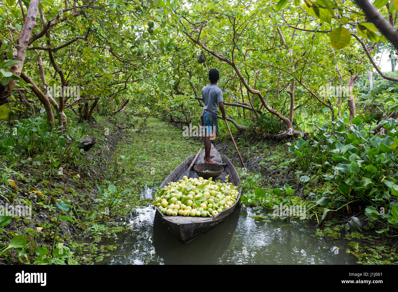 in a guava orchard in a guava orchard