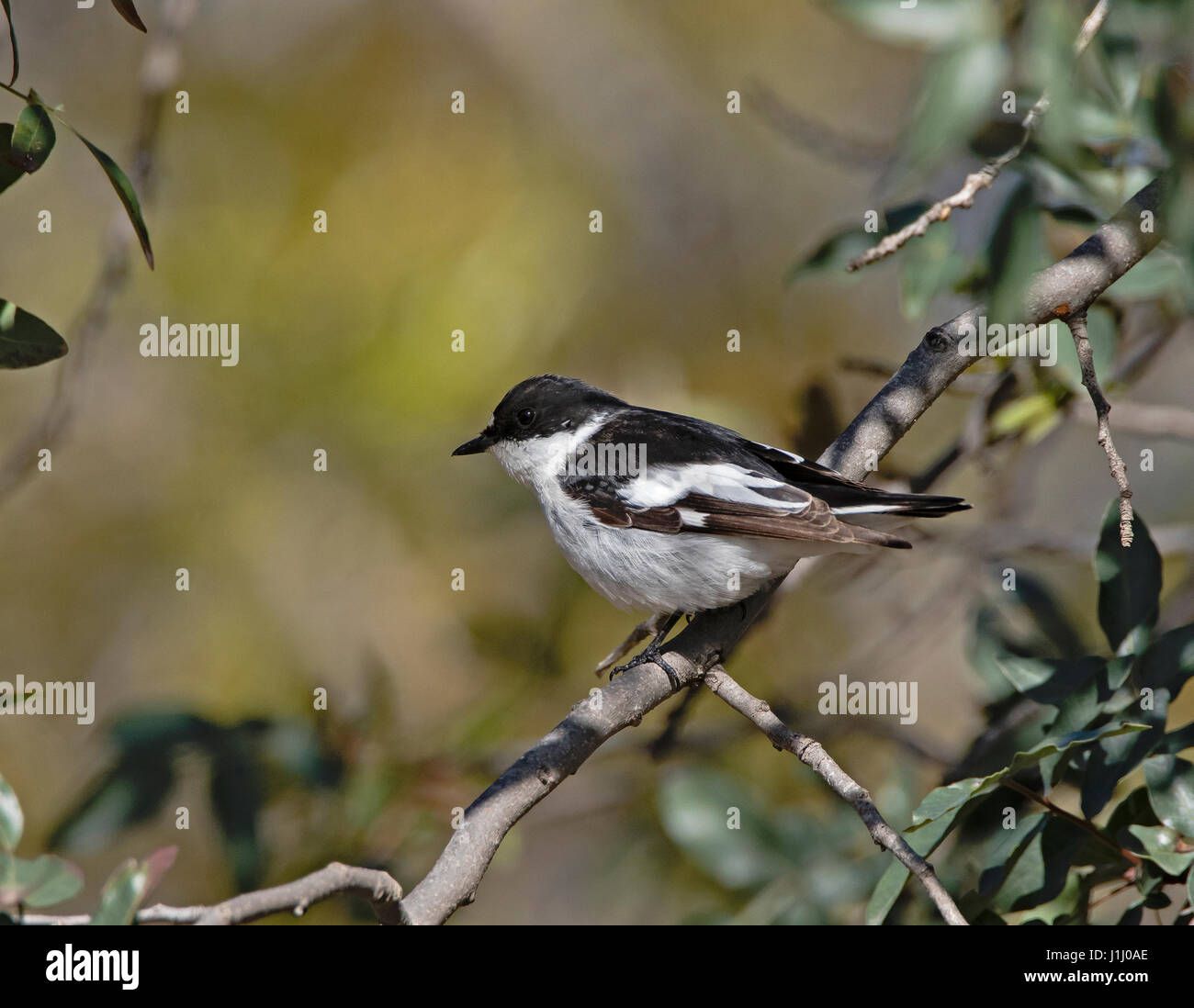 Male semi collared flycatcher Ficedula semiforquata on migration in Cyprus during the spring Stock Photo