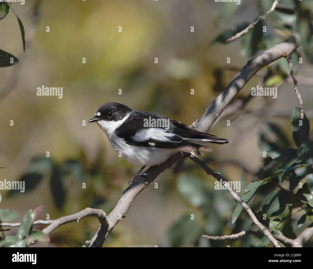 Male semi collared flycatcher Ficedula semiforquata on migration in Cyprus during the spring Stock Photo