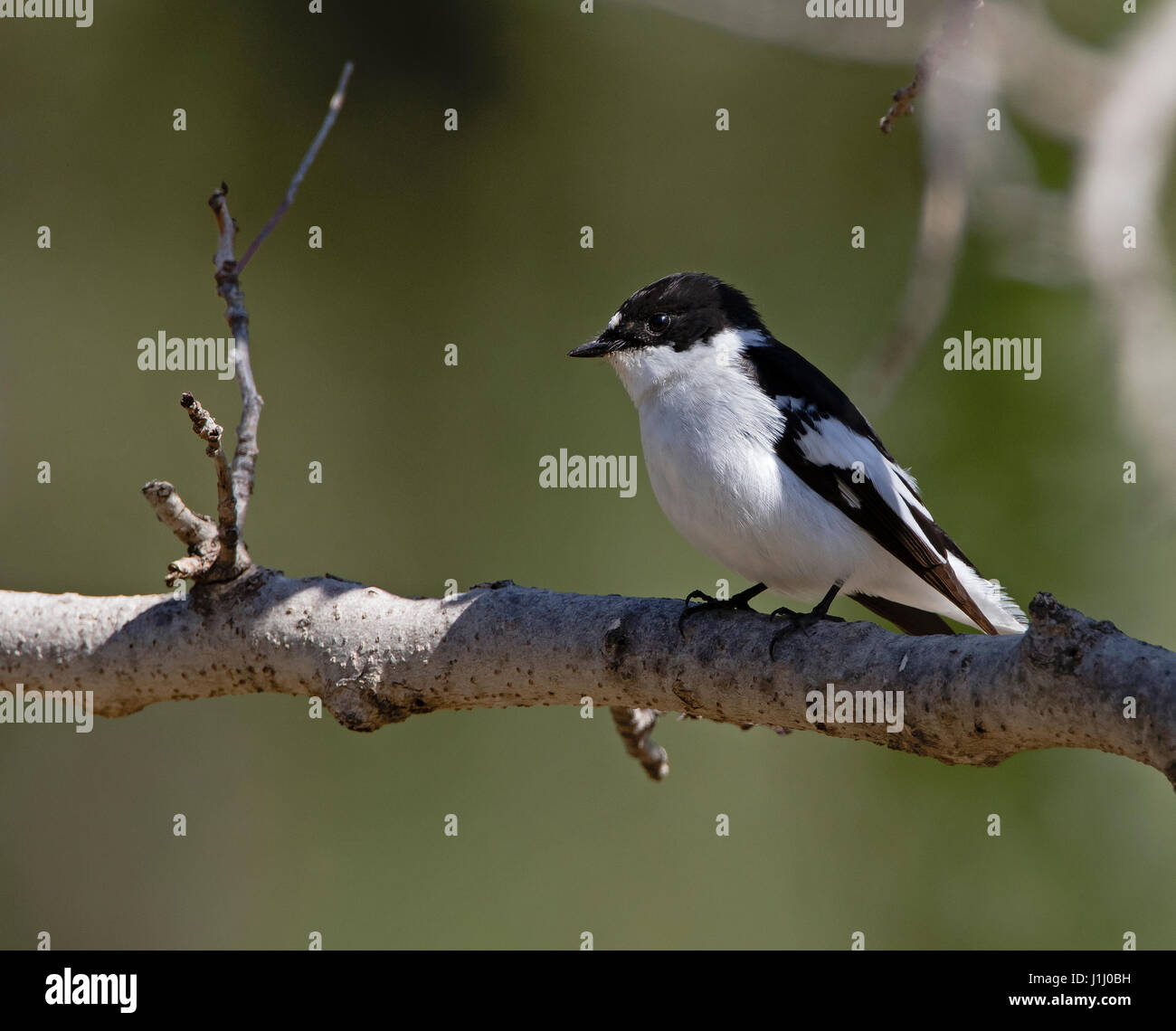 Male semi collared flycatcher Ficedula semiforquata on migration in Cyprus during the spring Stock Photo