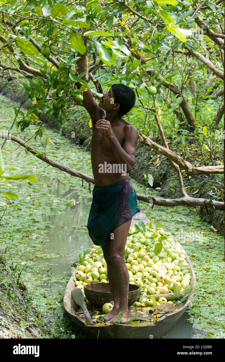A farmer collects guava from an orchard at Vimruli in Jhalakhati, a region famous for producing a high quality tasty variety of the popular nutritious Stock Photo