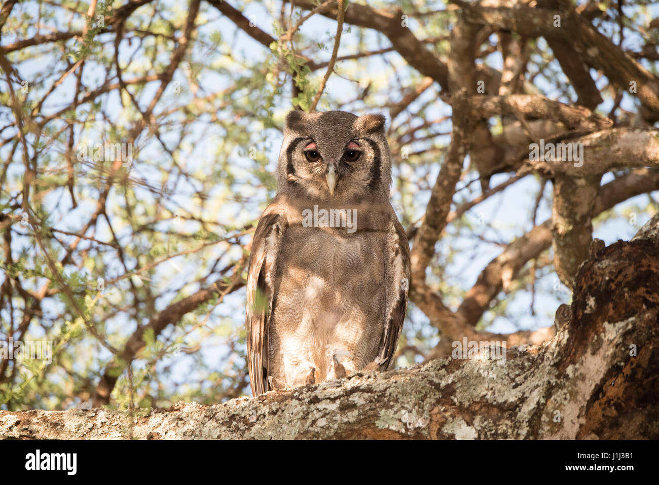 Wild Verreaux's Eagle-Owl (Bubo lacteus 