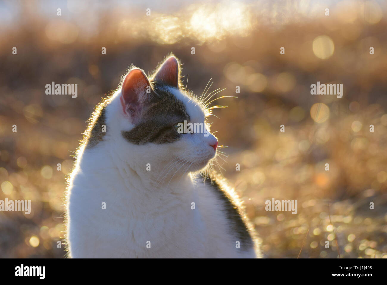 Cat in golden light. Focus on foreground. Stock Photo