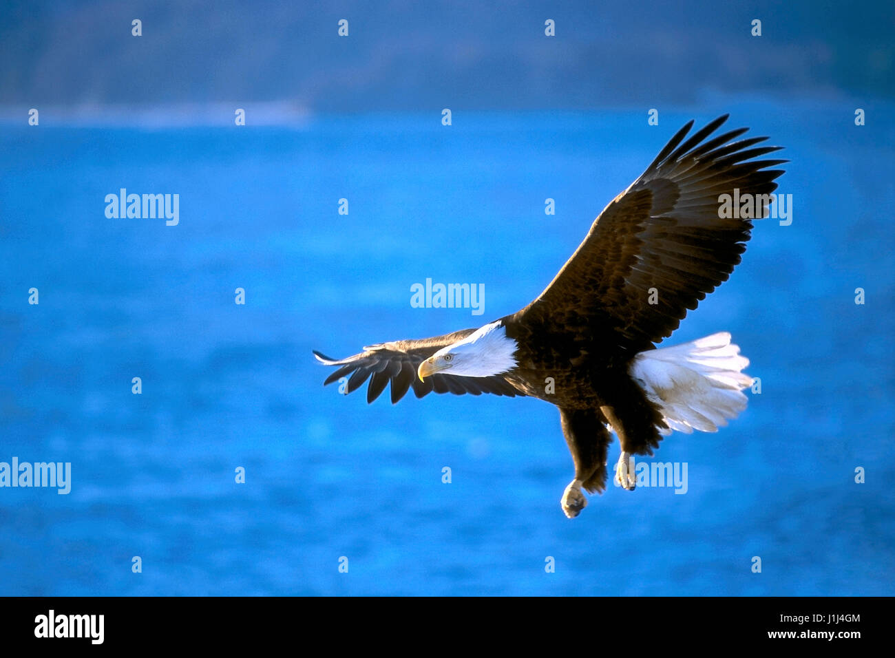 Bald Eagle in flight soaring over ocean water. Stock Photo